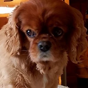 Meet your Posher, Diane